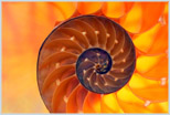 another beautiful nautilus shell image