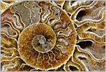 another beautiful nautilus shell image